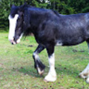 Meet your Posher, Seville